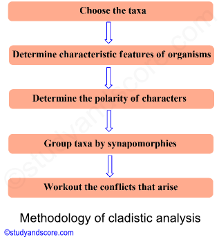 methodology of cladistic analysis, choose taxa, determine characteristic